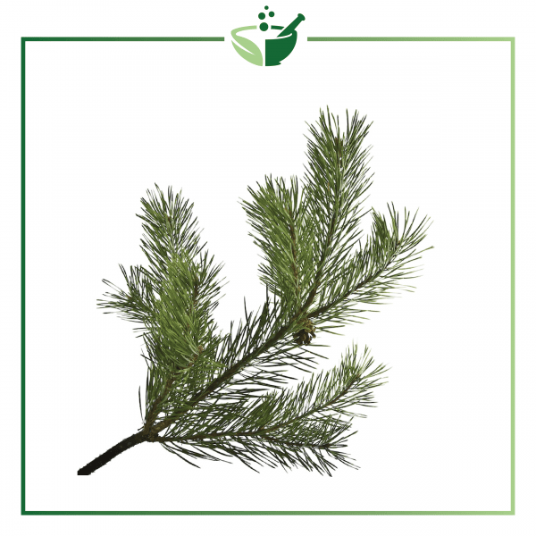 Pine Needle Essential Oil-01